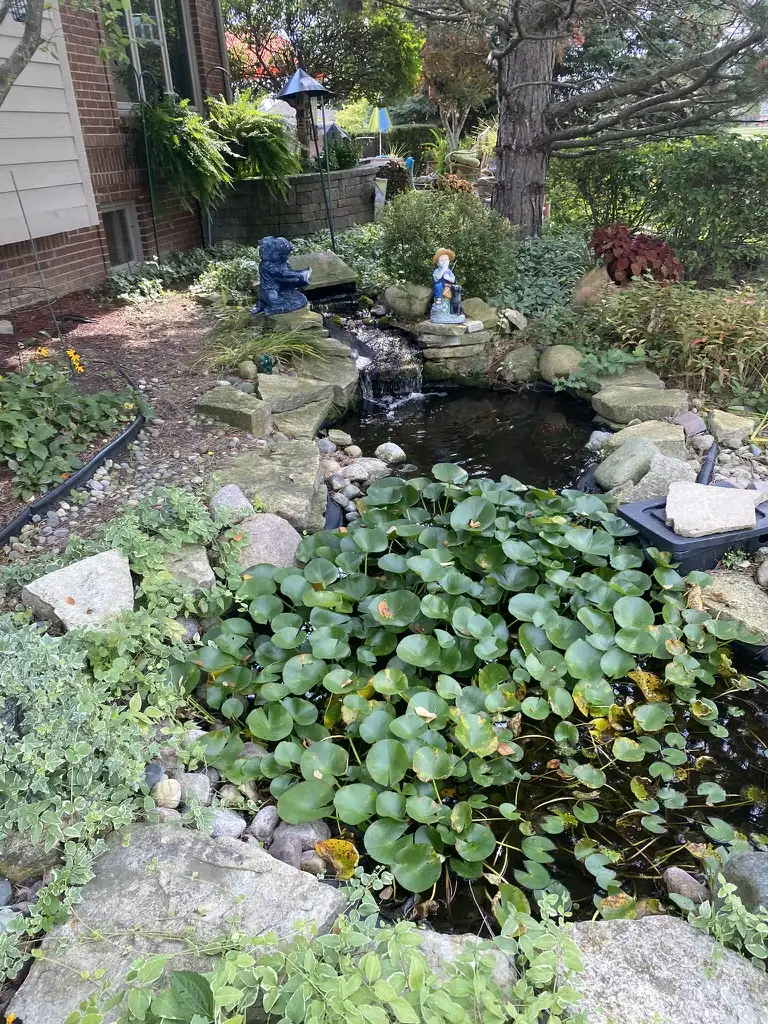Lush koi pond with lily pads and natural boulder edging